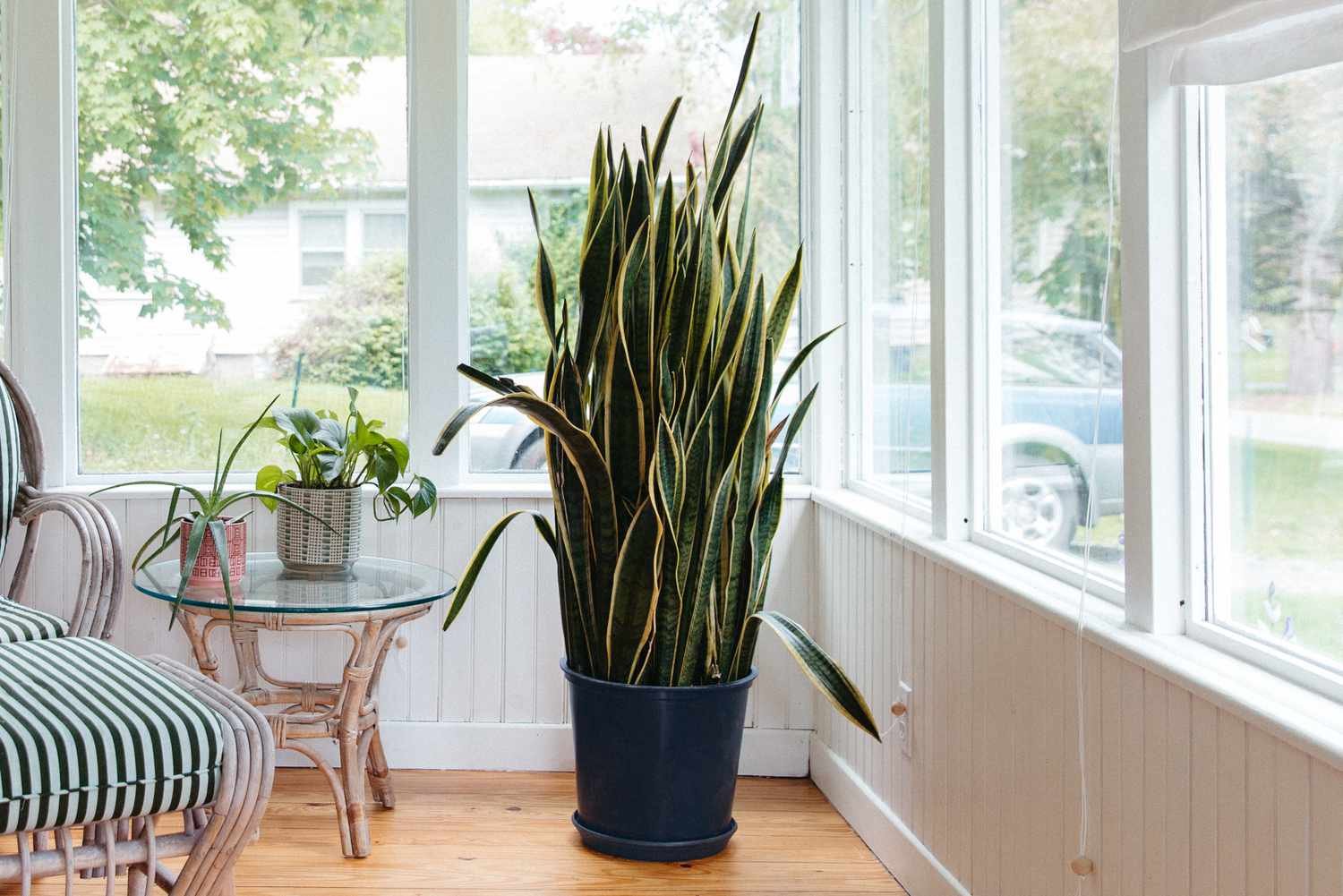 Snake plant - Image 2